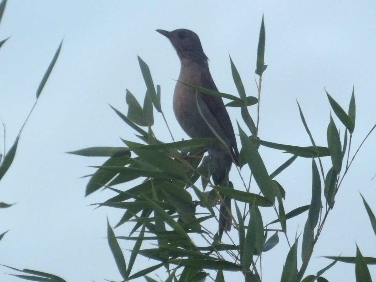 Pale-breasted Thrush - ML646904608