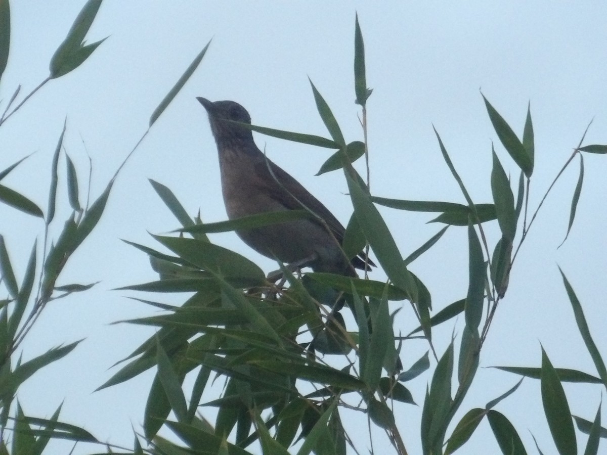 Pale-breasted Thrush - ML646904609
