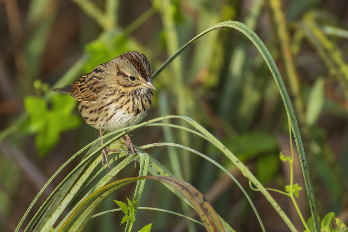 Lincoln's Sparrow - ML646904611