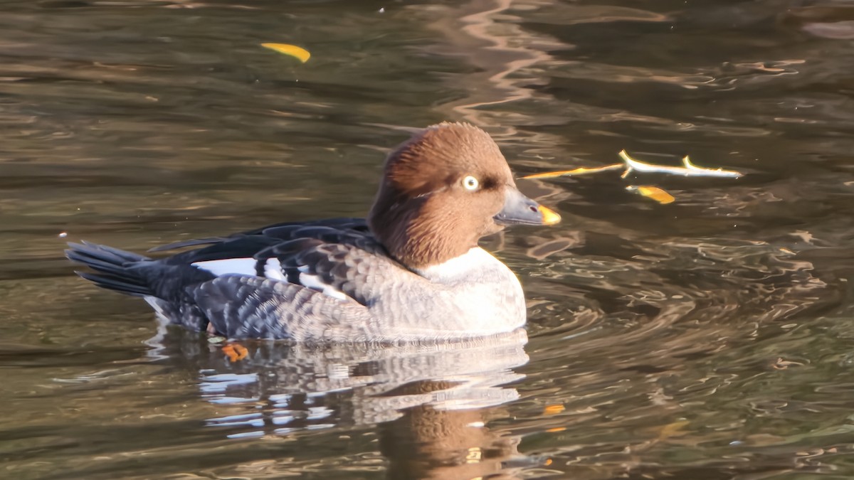 Common Goldeneye - ML646904613