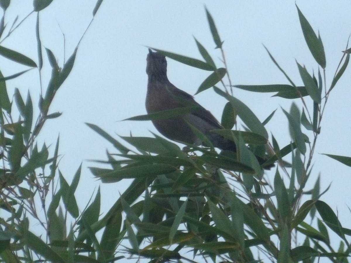 Pale-breasted Thrush - ML646904614