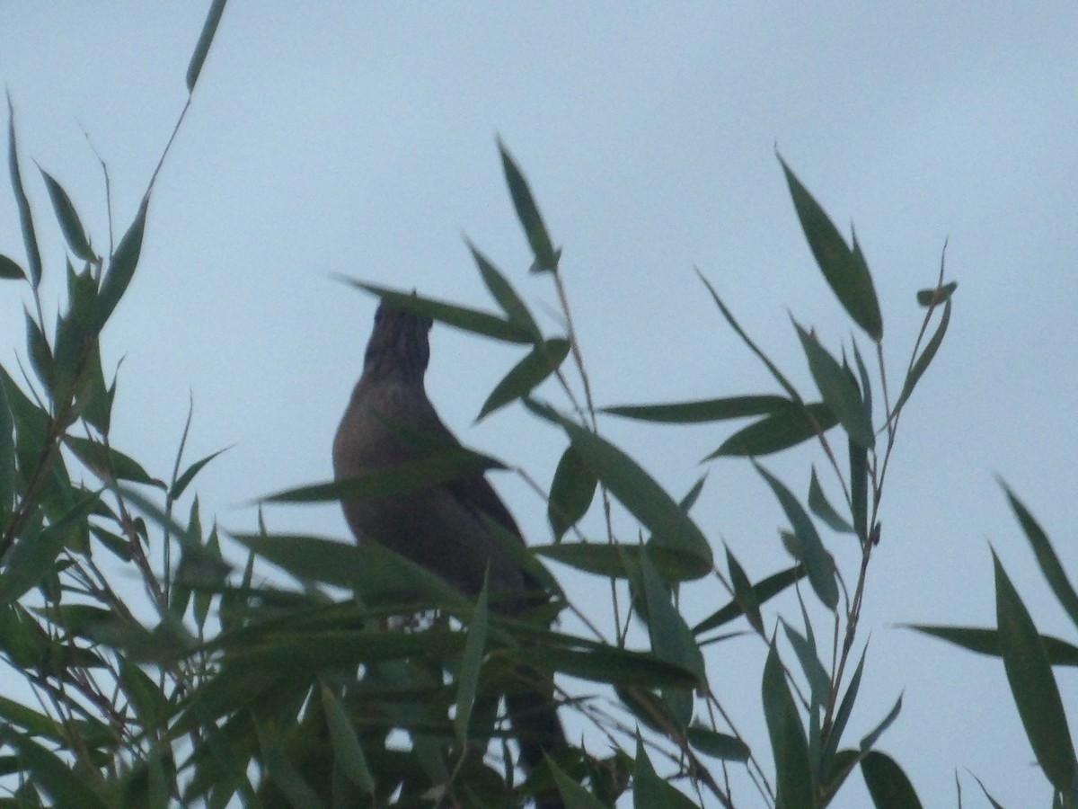 Pale-breasted Thrush - ML646904615