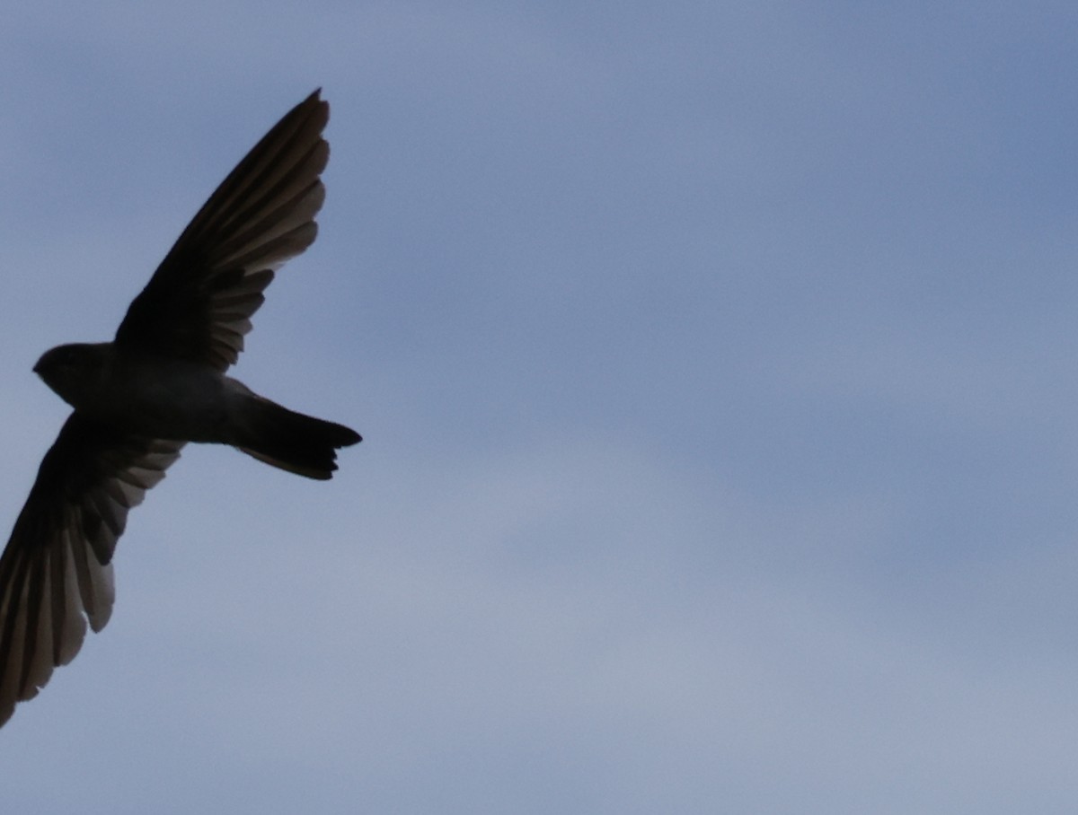 Salangana Culiblanca - ML646904618