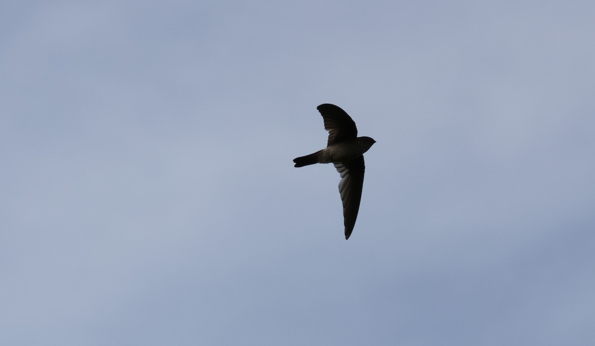 Salangana Culiblanca - ML646904619