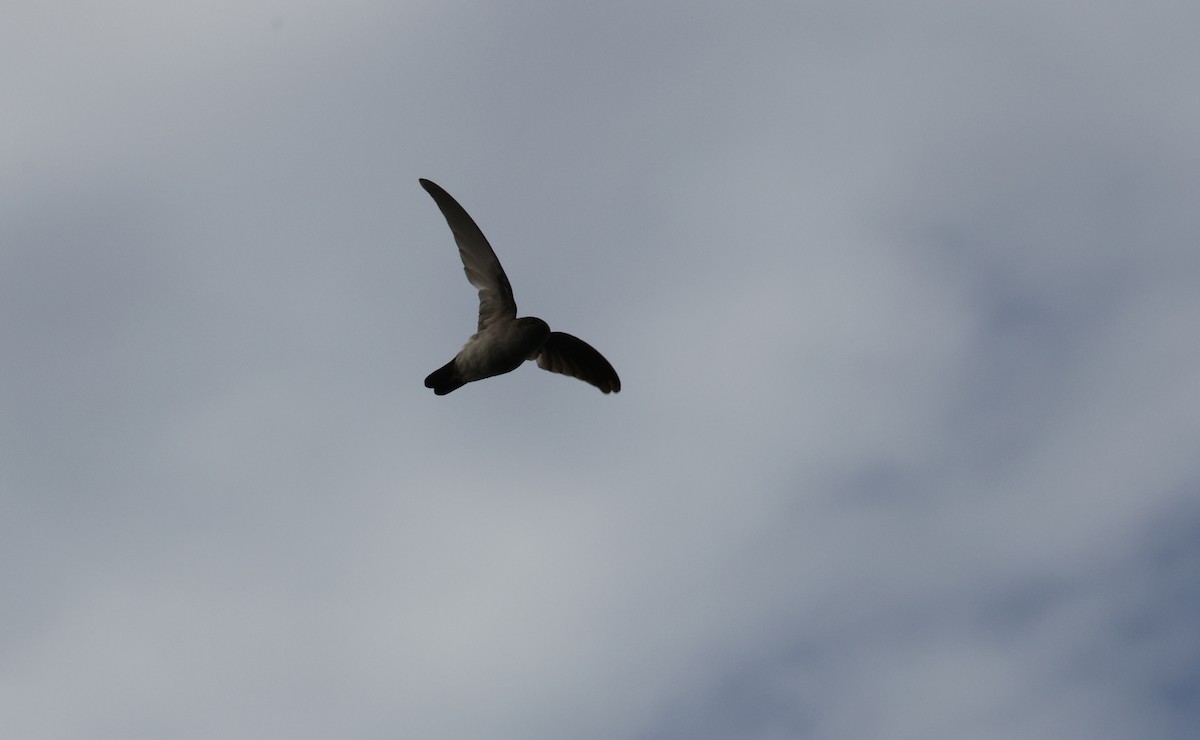 Salangana Culiblanca - ML646904620