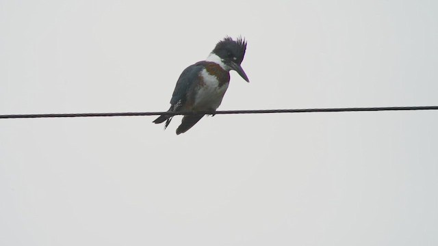 Kuşaklı Yalıçapkını - ML646904621