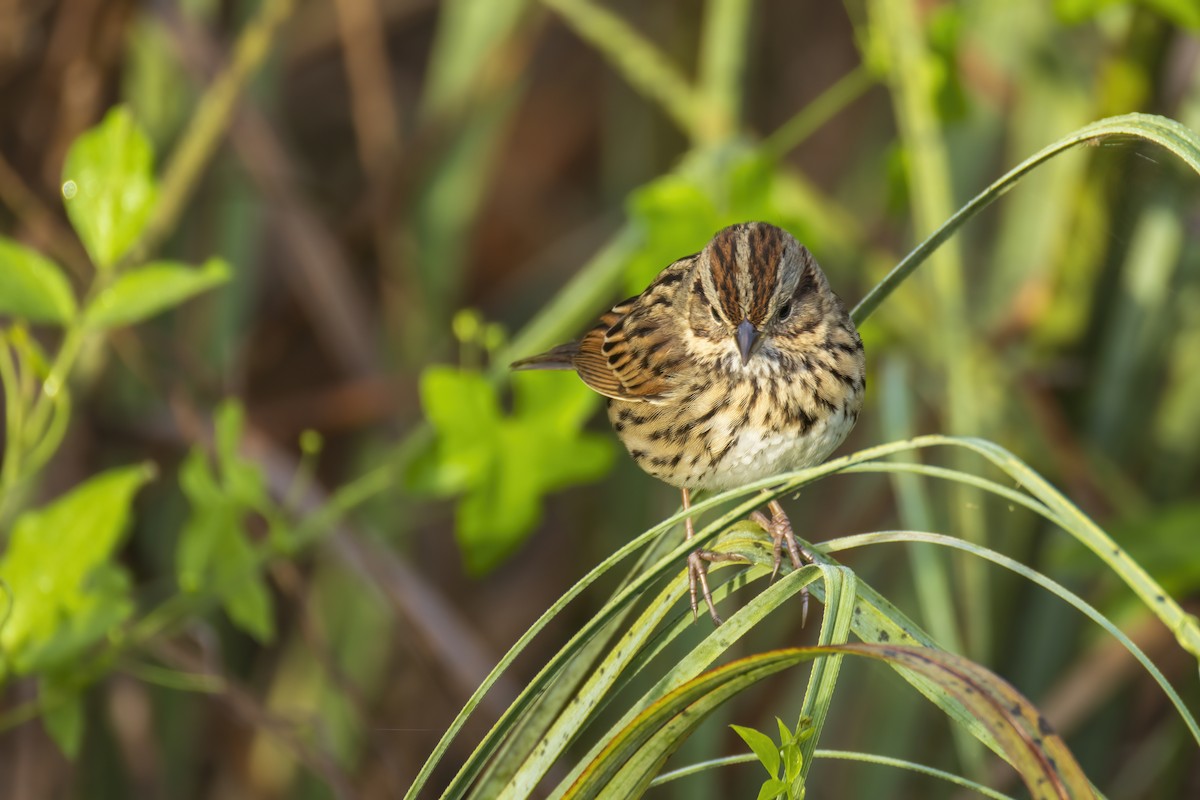 Lincoln's Sparrow - ML646904622