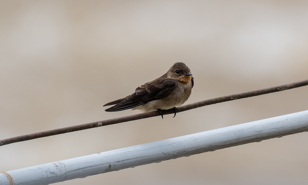 Southern Rough-winged Swallow - ML646904624