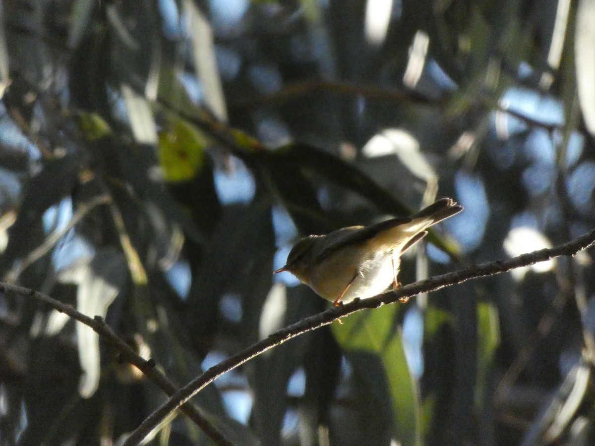 Common Chiffchaff - ML646904625