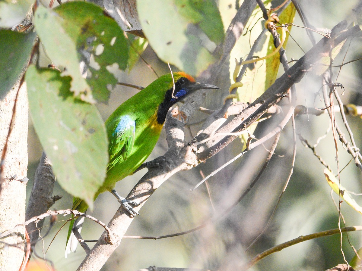 Golden-fronted Leafbird - ML646904626