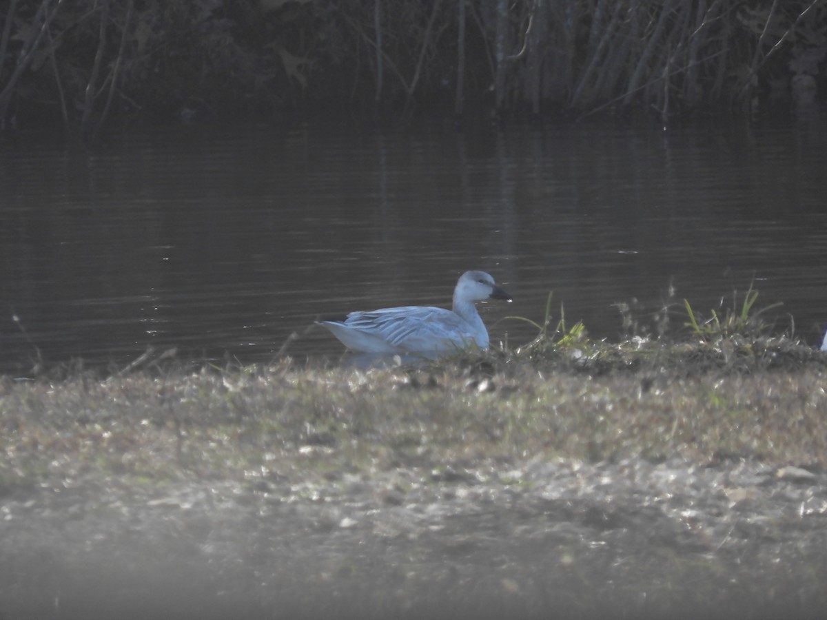 Snow Goose - ML646904627