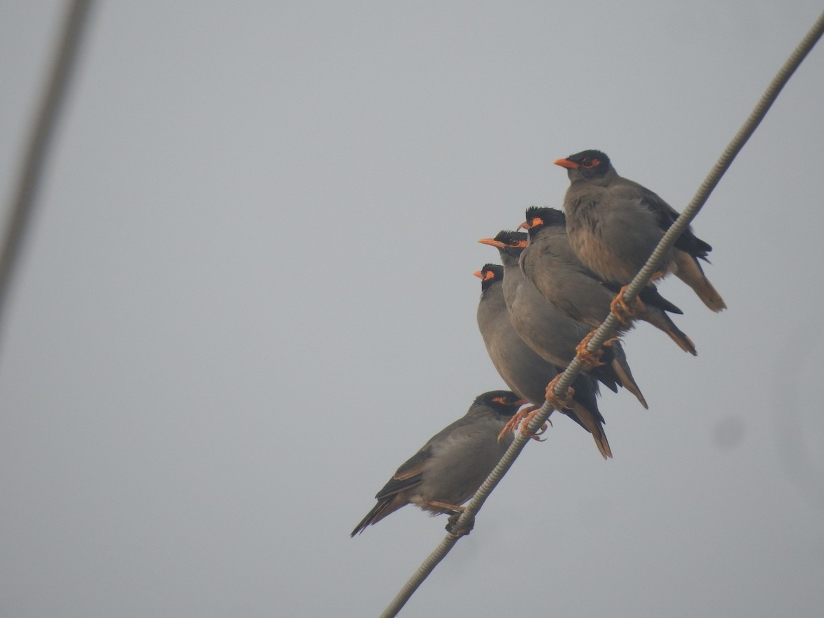 Bank Myna - ML646904628