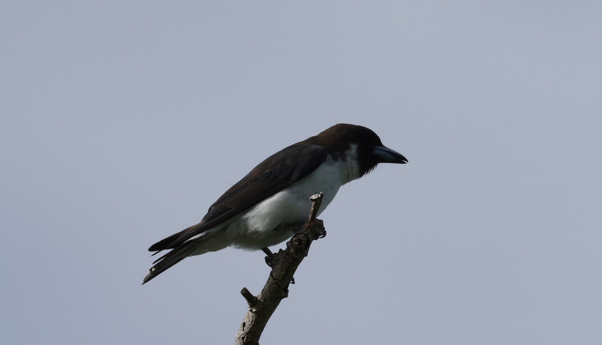 Black-throated Shrikebill - ML646904629