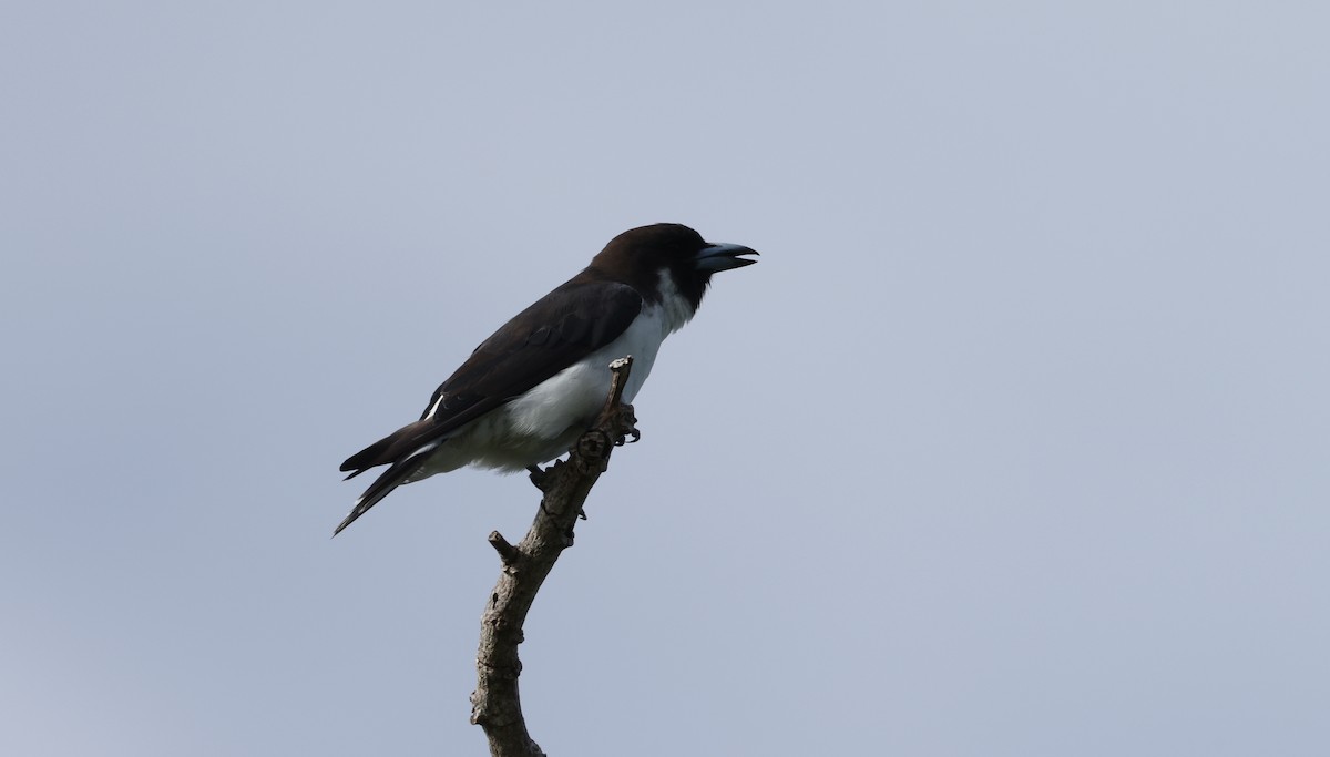Black-throated Shrikebill - ML646904630