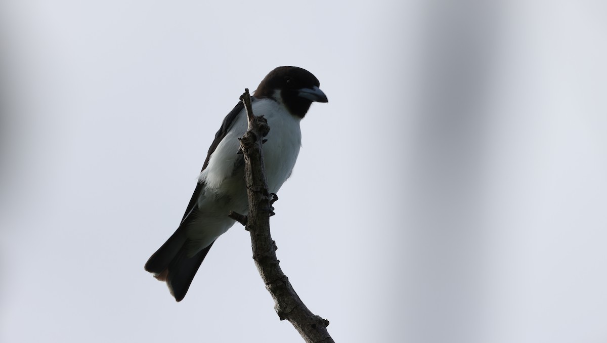 Black-throated Shrikebill - ML646904632