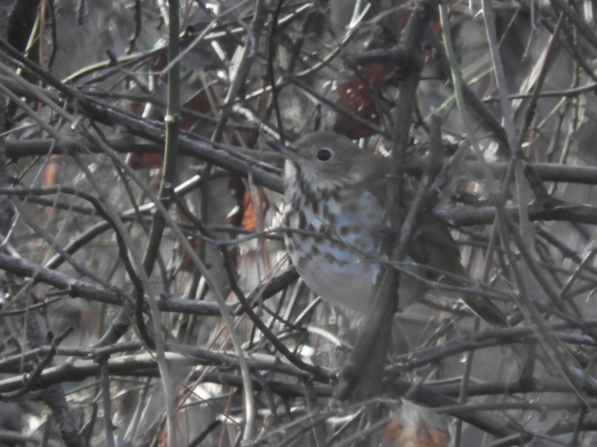 Hermit Thrush - ML646904633