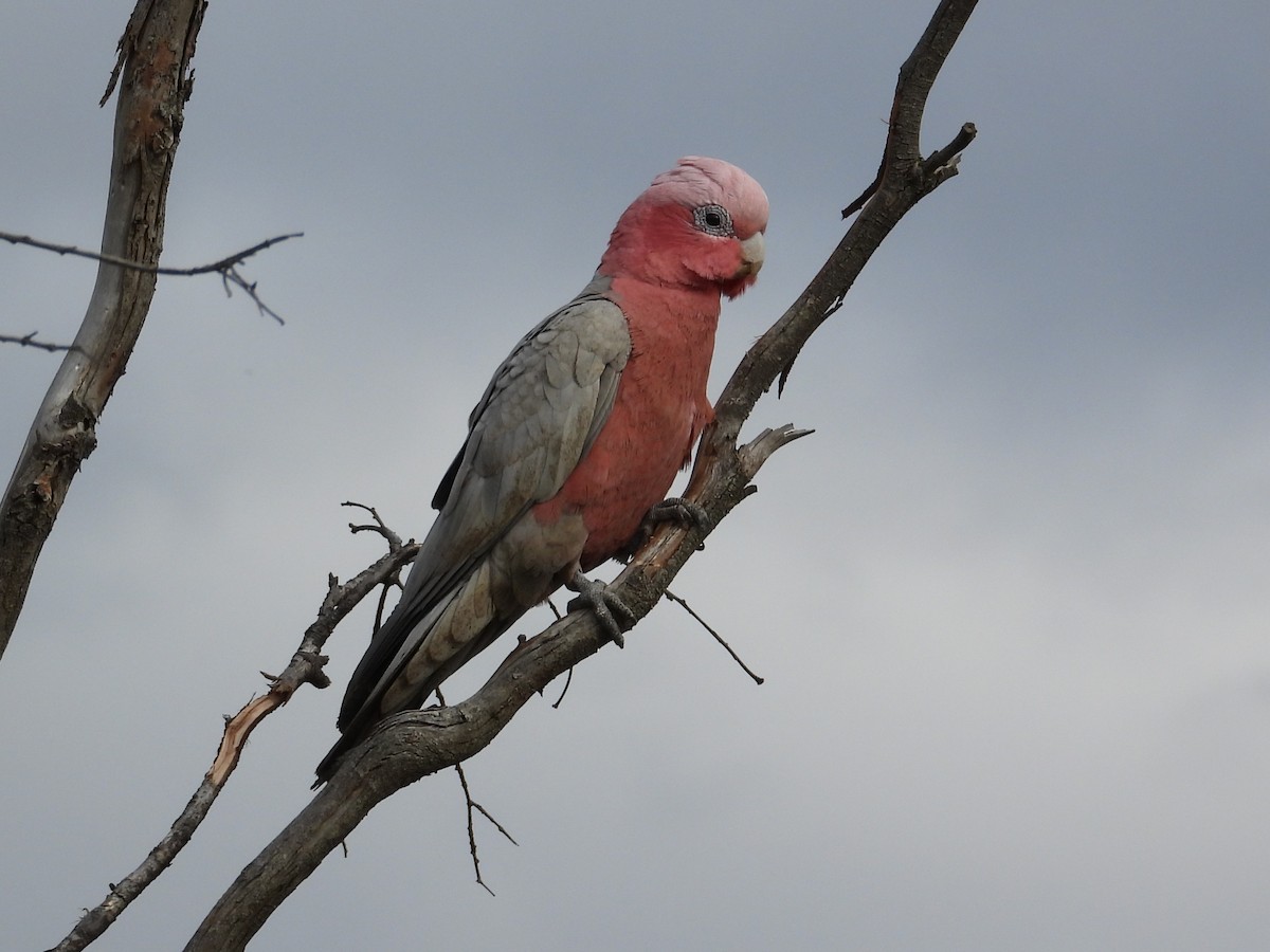 Galah - ML646904634