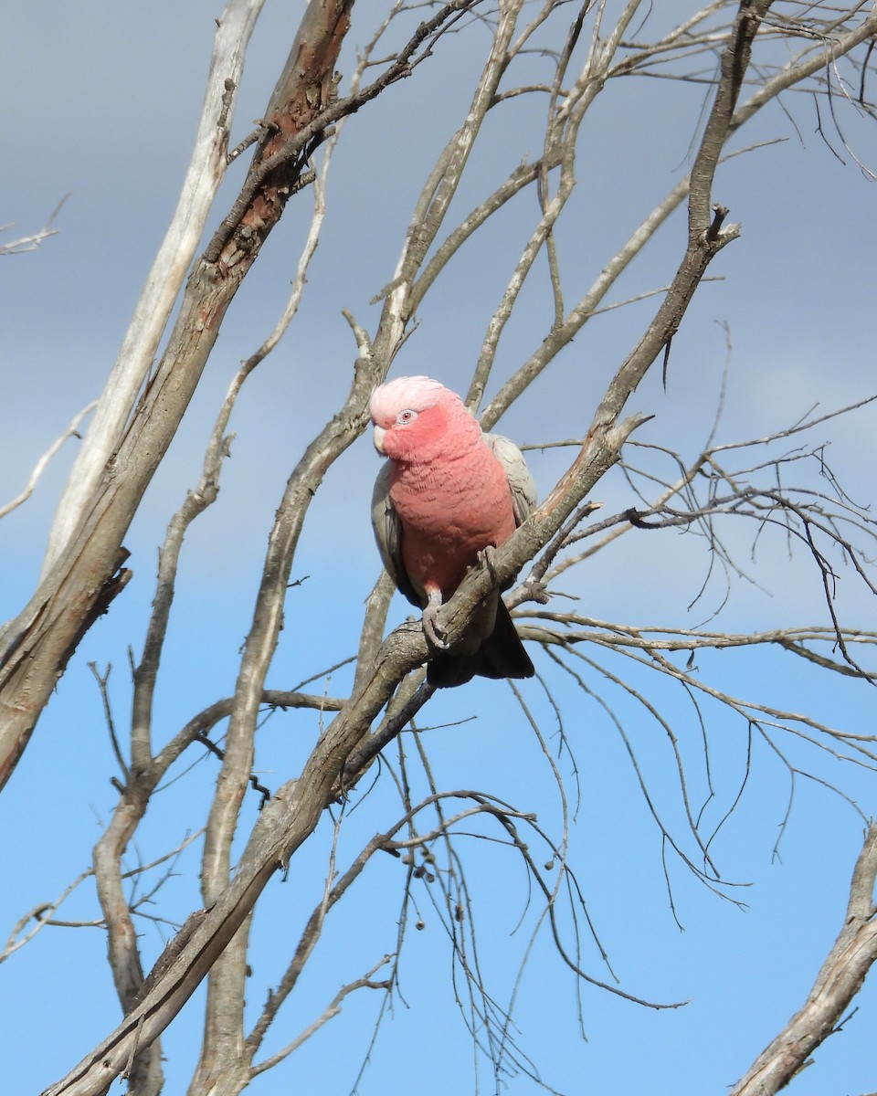 Galah - ML646904635