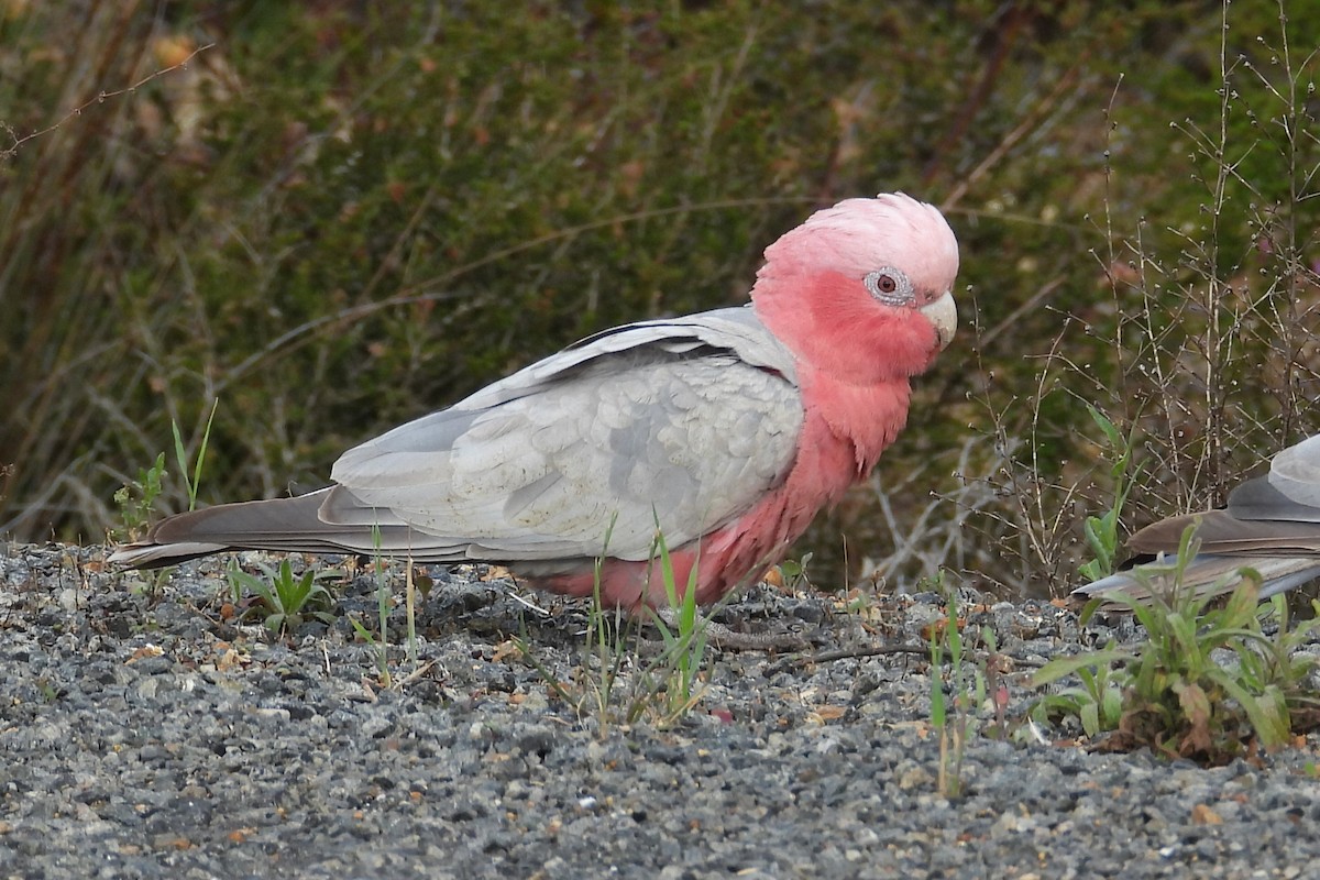 Galah - ML646904636
