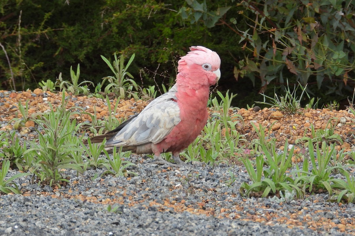 Galah - ML646904637
