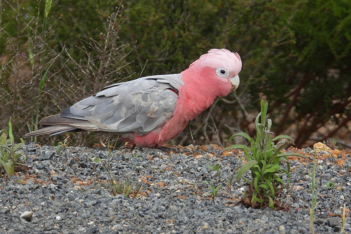 Galah - ML646904638