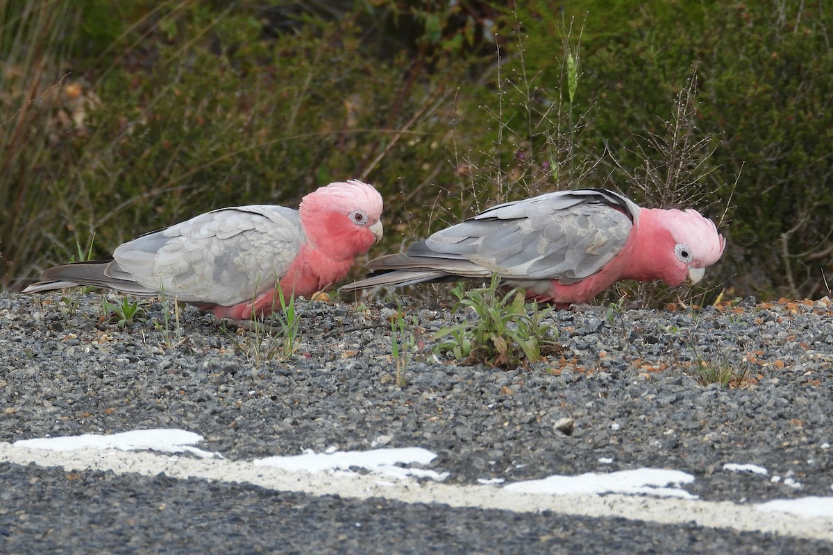 Galah - ML646904639