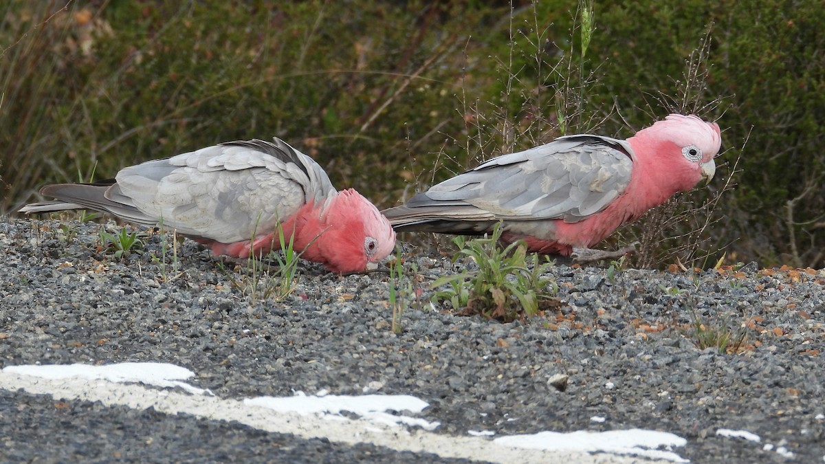 Galah - ML646904641