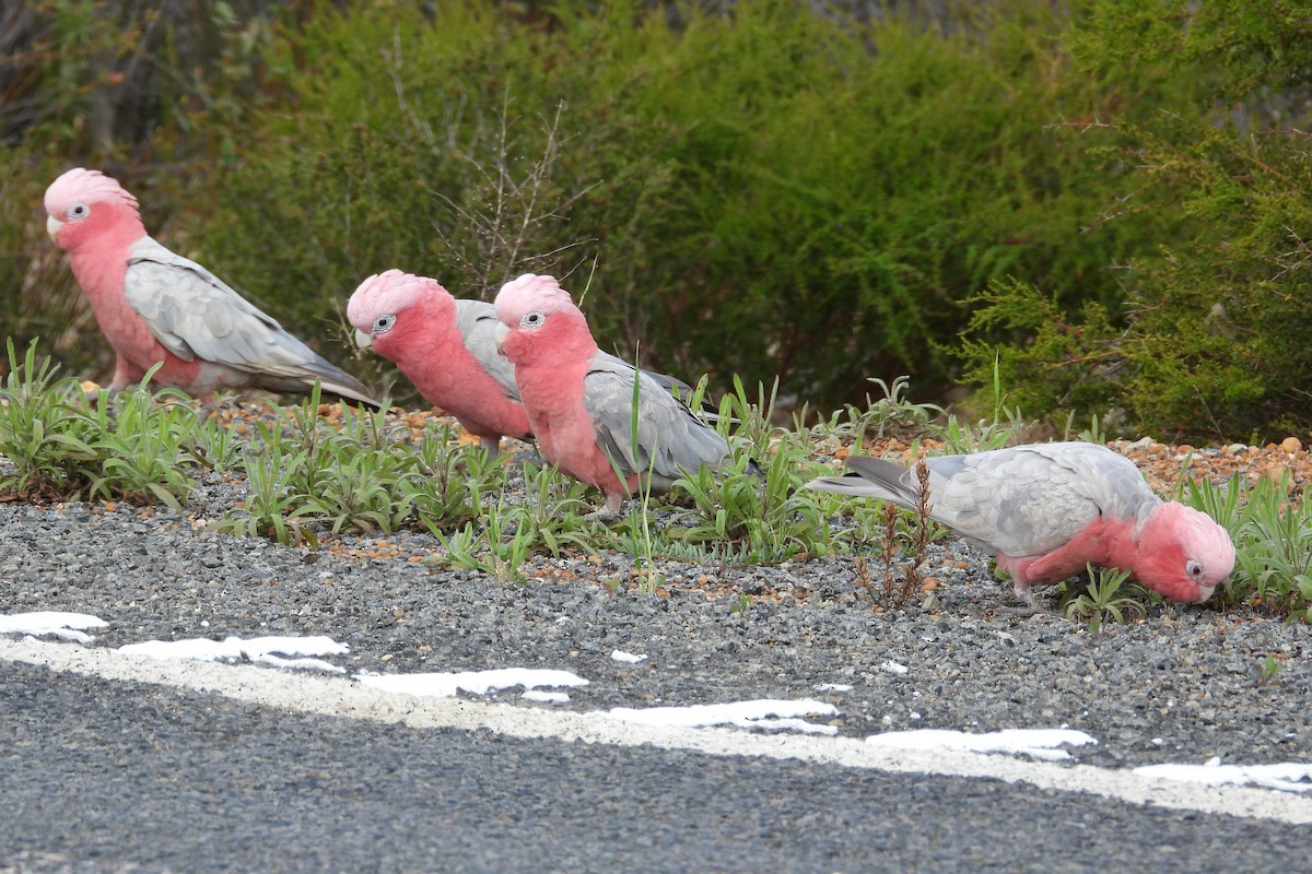 Galah - ML646904645
