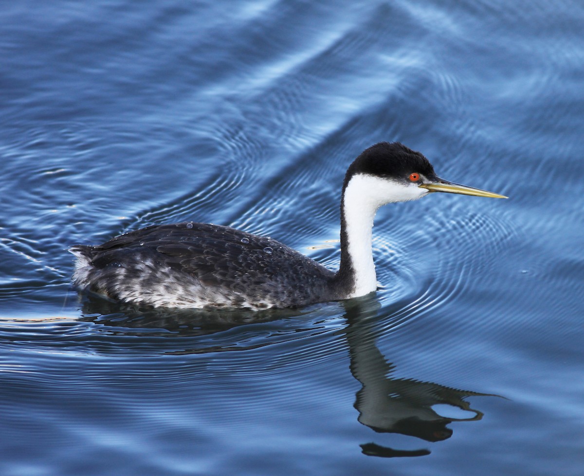 Western Grebe - ML646904647