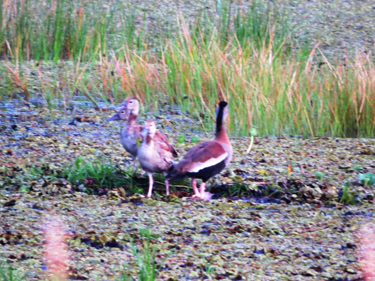 Black-bellied Whistling-Duck - ML646904648