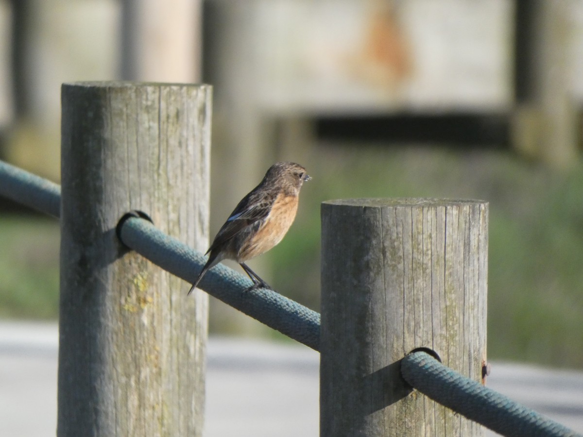 European Stonechat - ML646904649