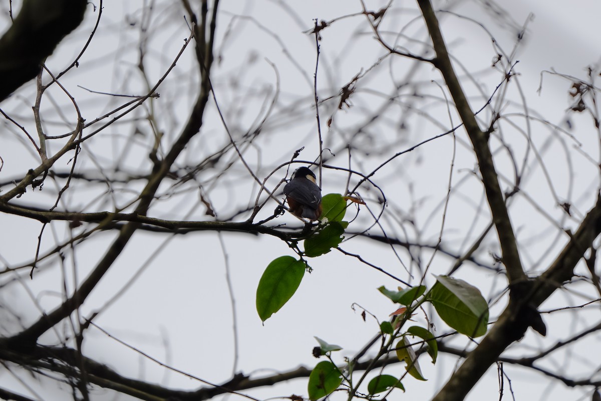 Chestnut-bellied Tit - ML646904652