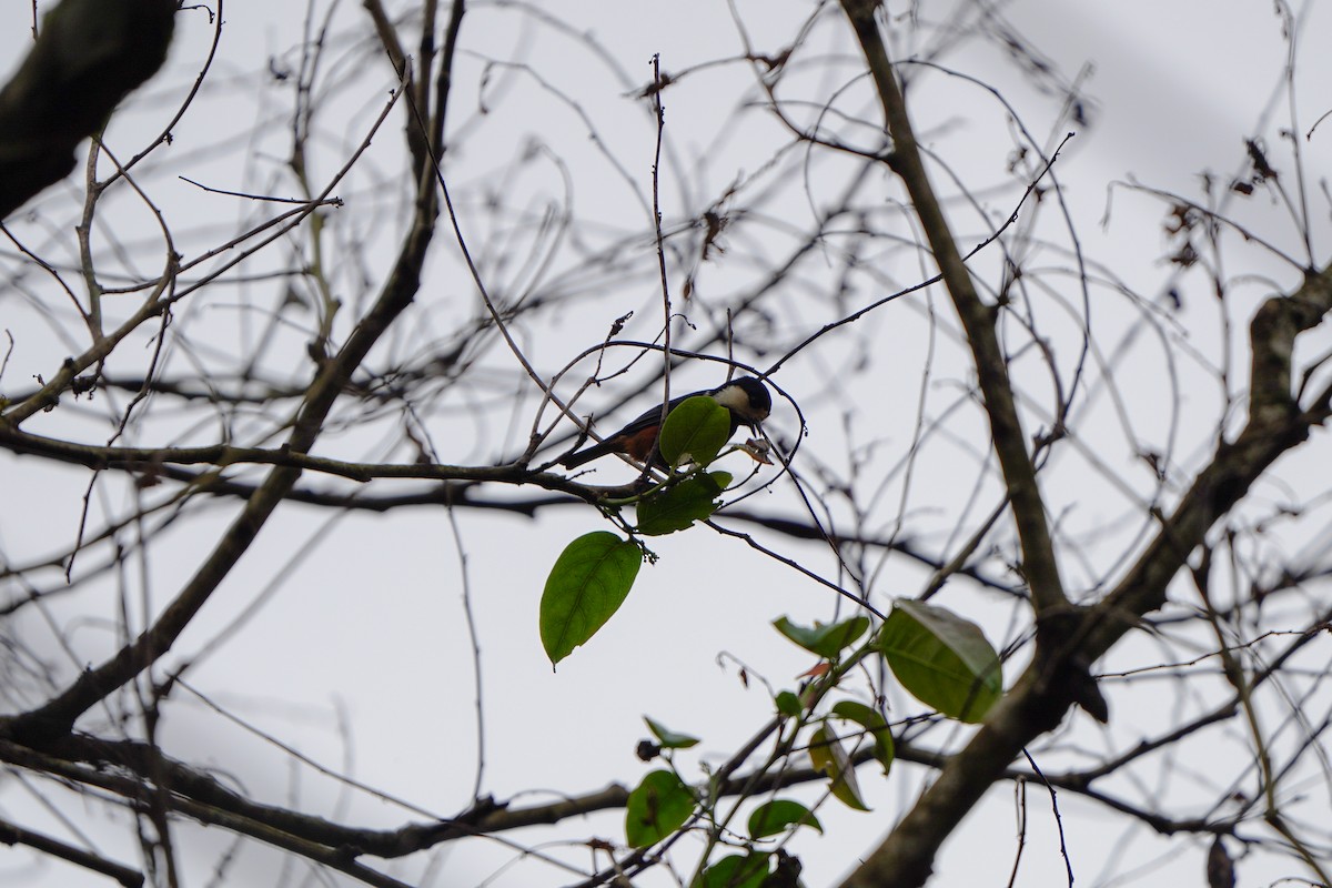 Chestnut-bellied Tit - ML646904654