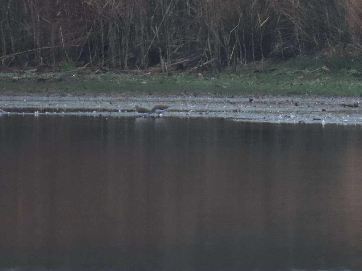 Green Sandpiper - ML646904656