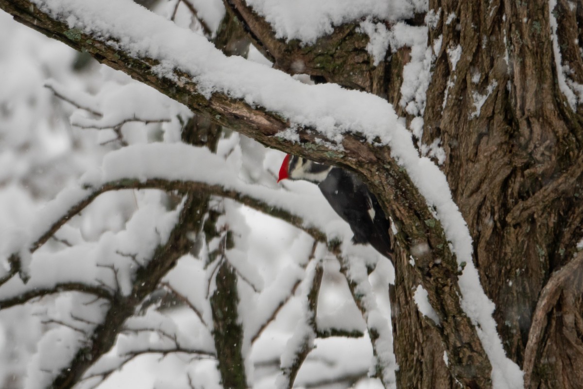 Pileated Woodpecker - ML646904660
