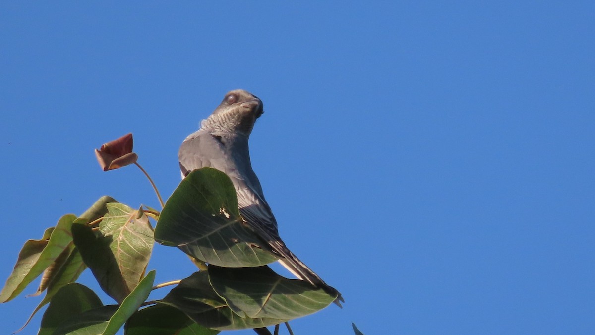 Échenilleur de Macé - ML646904664