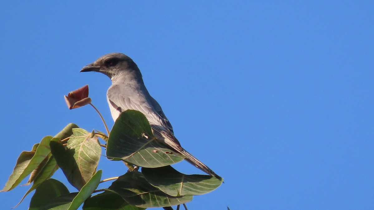 Échenilleur de Macé - ML646904665