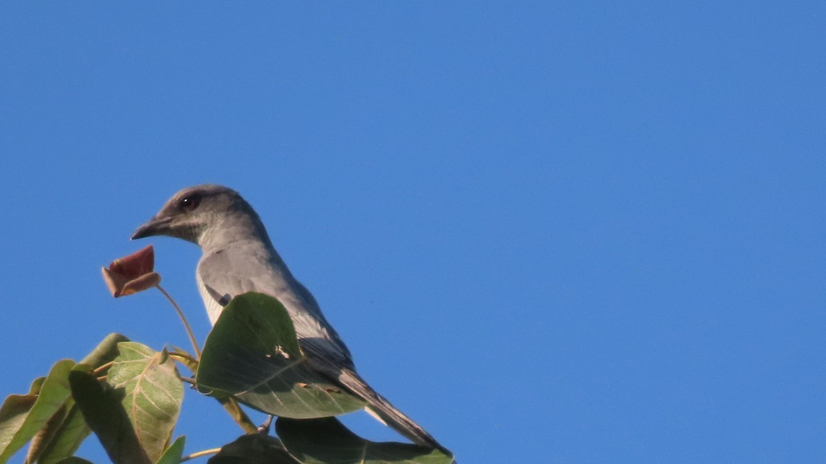 Échenilleur de Macé - ML646904666