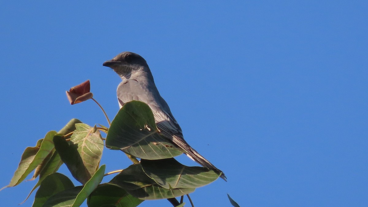 Échenilleur de Macé - ML646904667