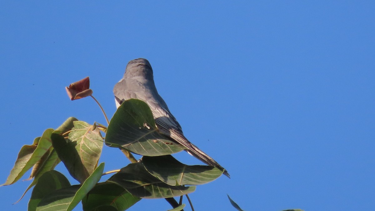 Échenilleur de Macé - ML646904668