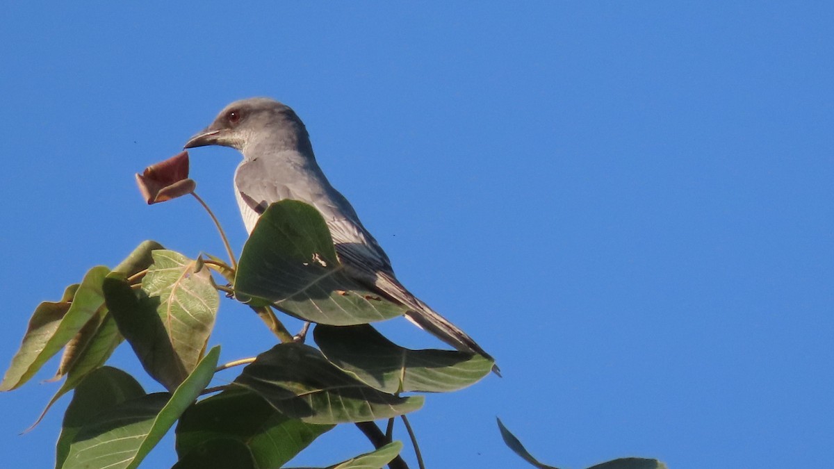 Échenilleur de Macé - ML646904669