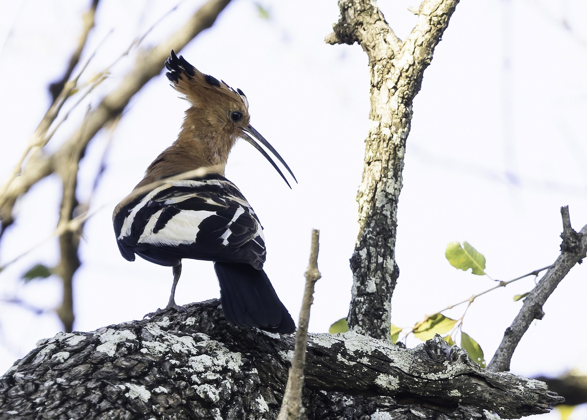 Abubilla Común (africana) - ML646904670