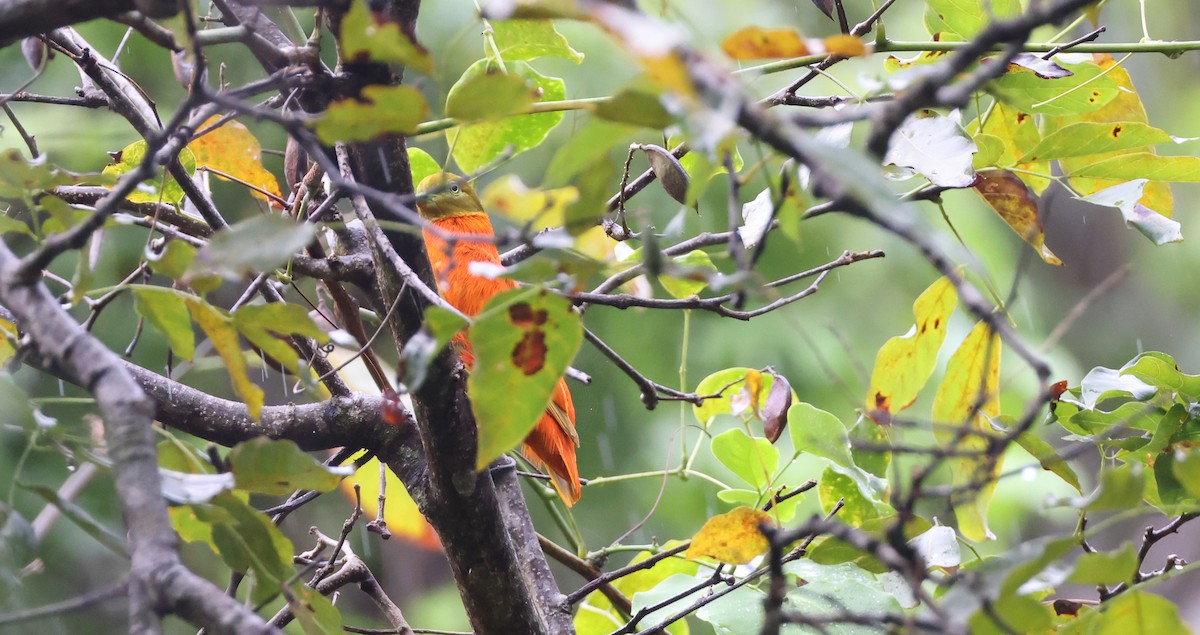 Tilopo Naranja - ML646904678