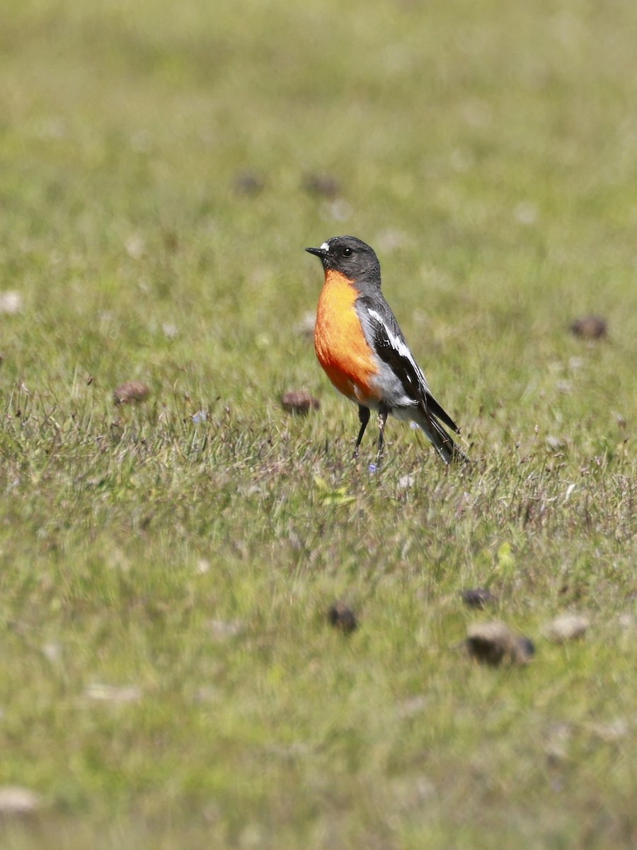 Flame Robin - ML646904679