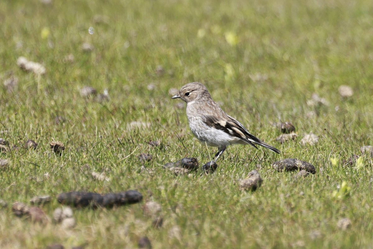 flammeflueskvett - ML646904680