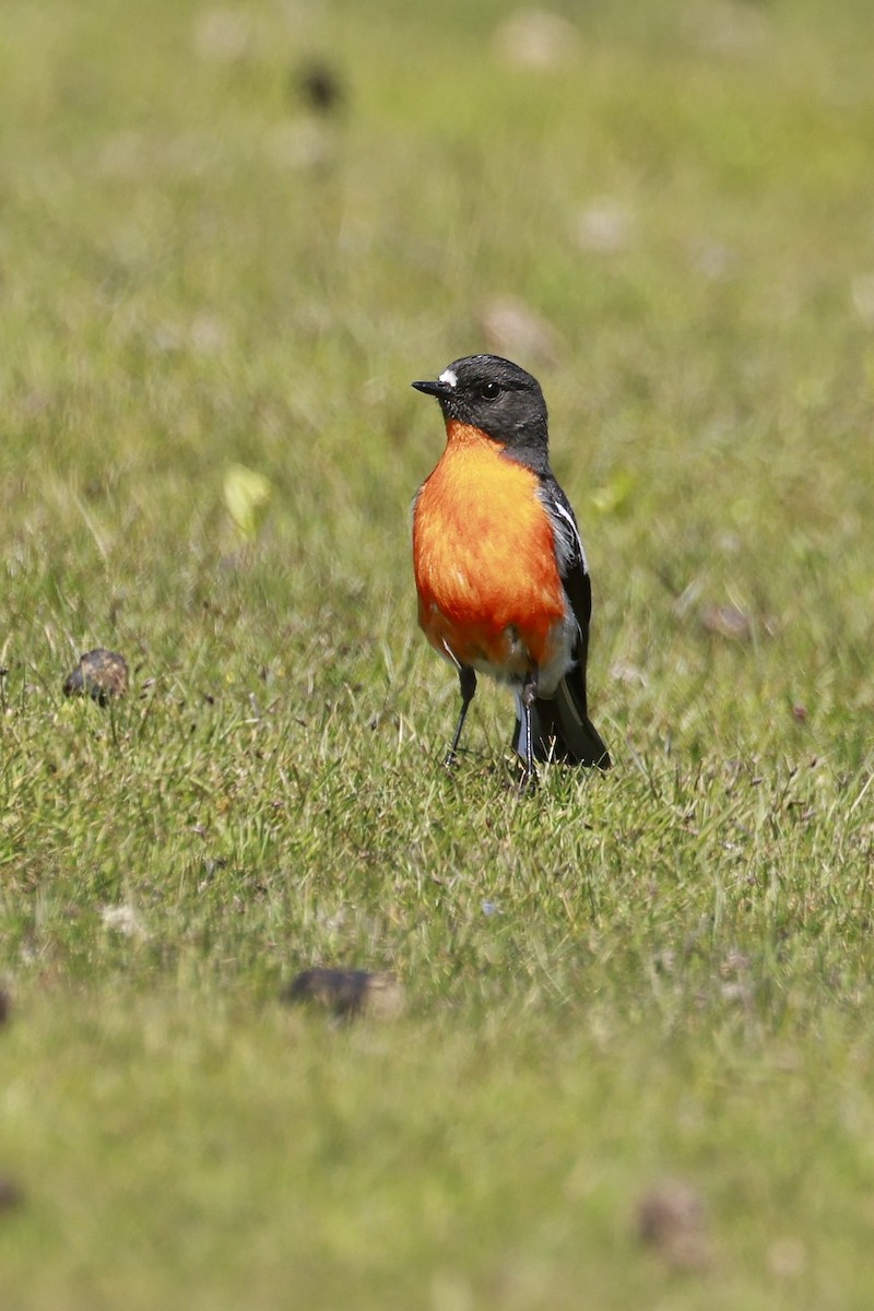 Flame Robin - ML646904681