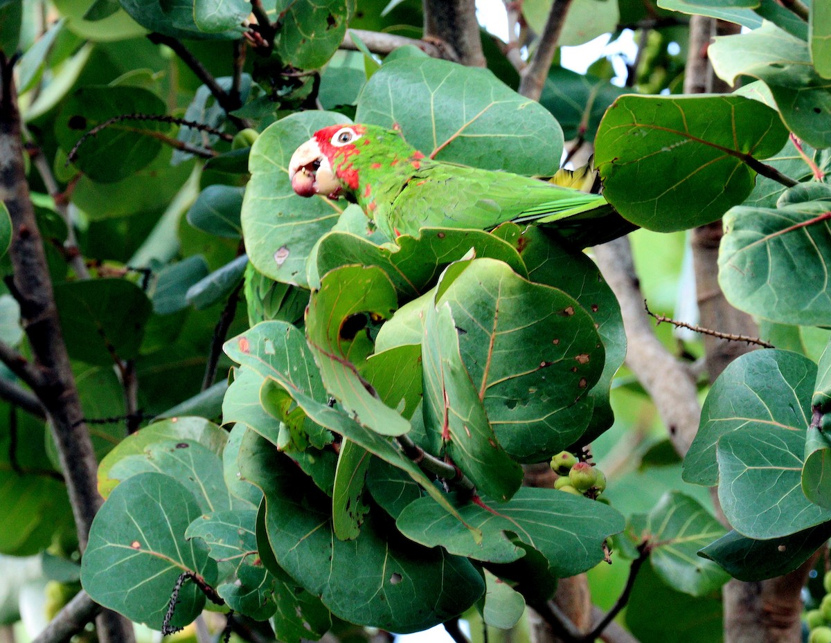 Red-masked Parakeet - ML646904682