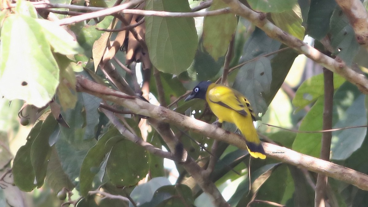 Kara Başlı Arapbülbülü - ML646904683