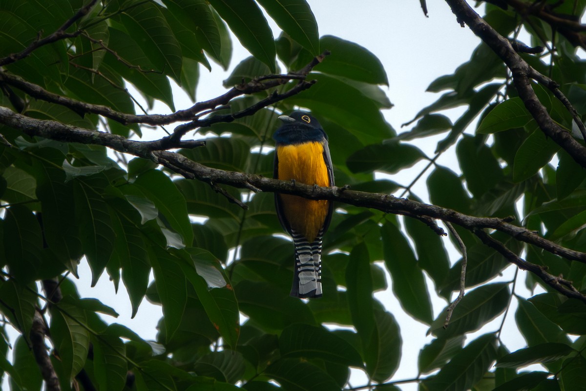 Mor Trogon - ML646904685