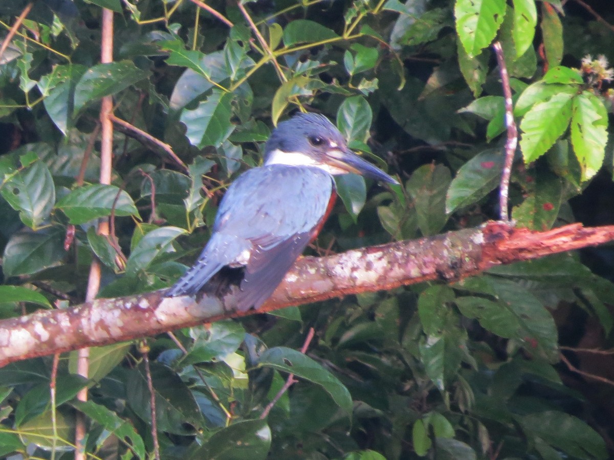 Kolyeli Yalıçapkını - ML646904686